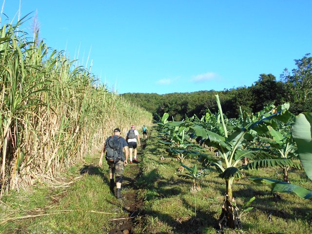 Le bois à la fin des bananeraie et cannes, début du sentier de la Cage aux Lions