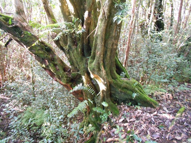 Belles racines dès la départ dans les goyaviers