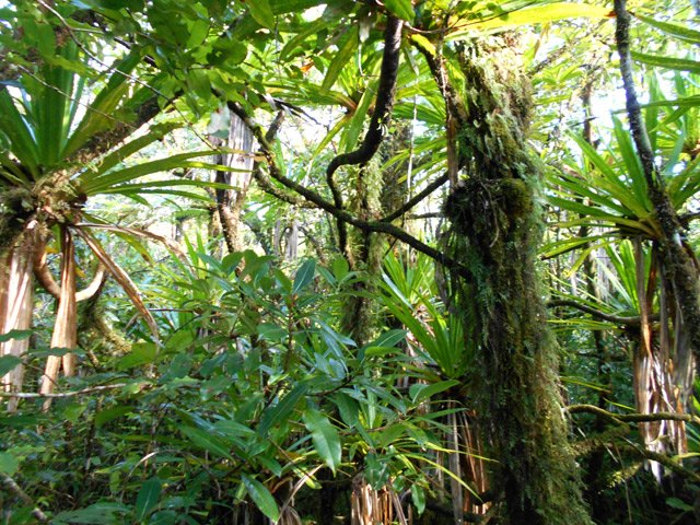 La forêt de Bois Blanc, luxuriante mais rarement envahie