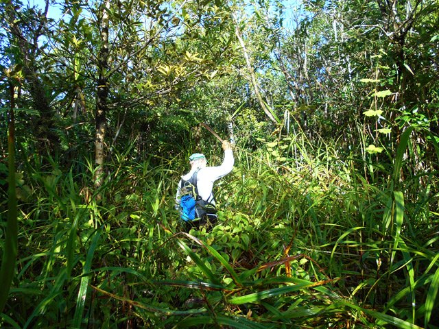 Les premiers coups de sabres sur quelques vignes marronnes