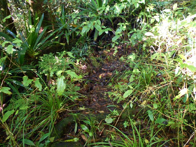 Une idée du sentier la plupart du temps