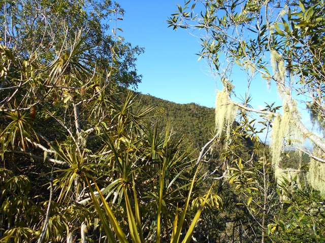 Quelques pandanus et bois d'olive