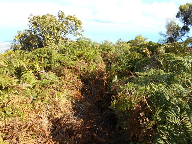 Une portion couverte de grandes fougères aigle qui méritent parfois quelques coups de sabre