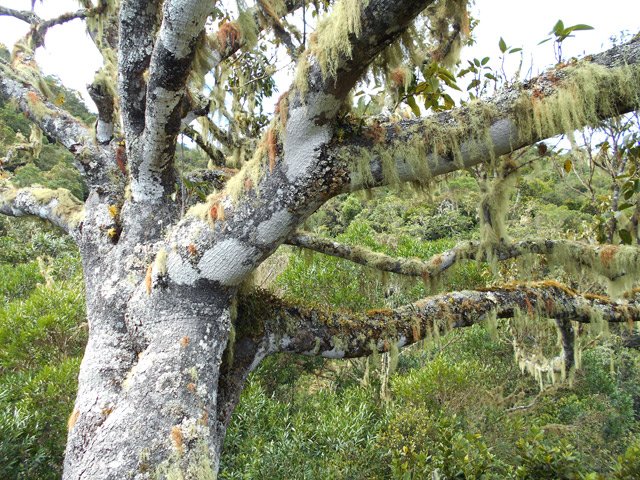 Arrivée à un grand et bel affouche qui pousse entre les rochers du sommet