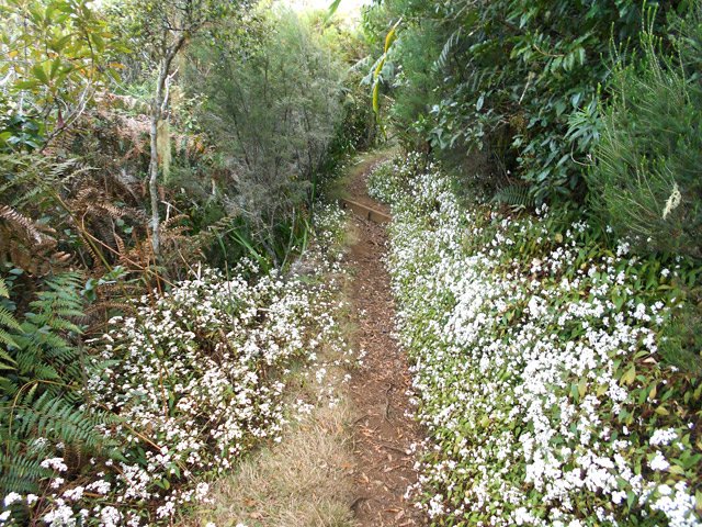 Très agréable cheminement sur le sentier des Lataniers pour rejoindre le Sentier Joncourt