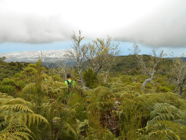 Début du sentier Joncourt dans les fougères