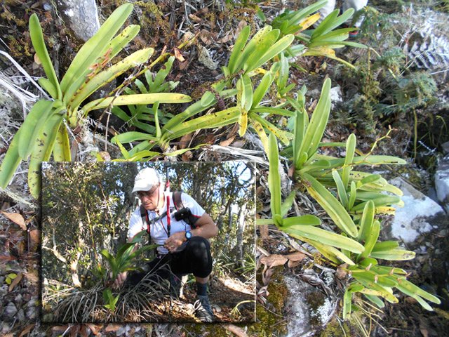 De grandes orchidées poussent à même le sentier. Attention où poser le pied.