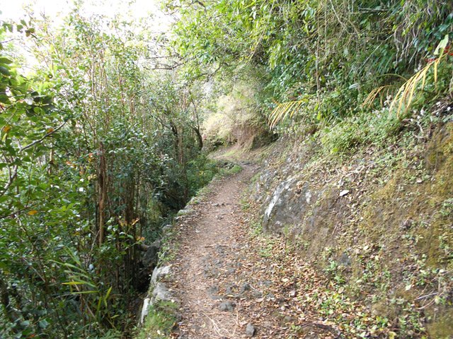 Une portion plate à mi-coteau, bordée de goyaviers et bois de couleurs