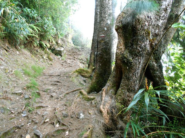 Les premiers filaos et leurs racines