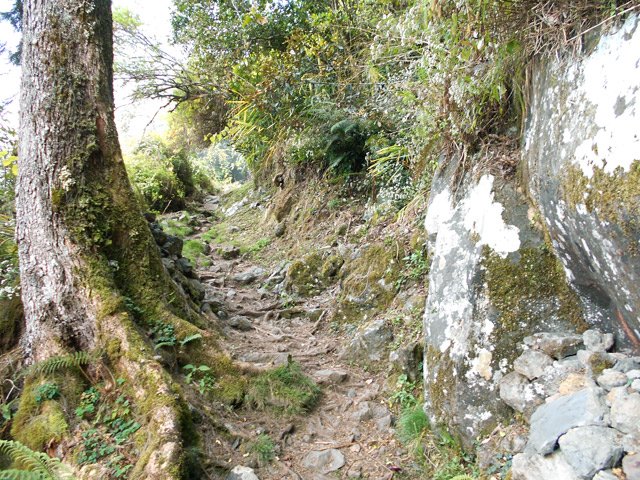 Encore des racines entre rochers et troncs