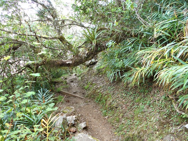 Les longoses et vignes marronnes prennent possession des lieux
