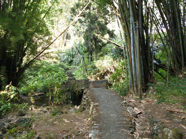 Passage d'une petite ravine sous de grands bambous