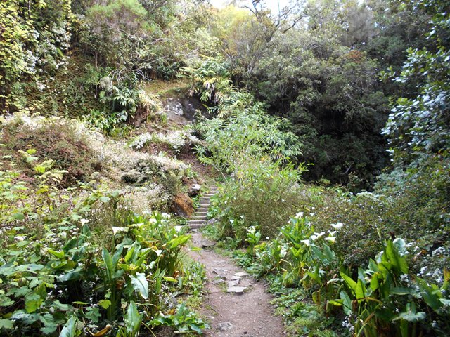 Traversée de la Ravine de la Vierge bordée d'arums