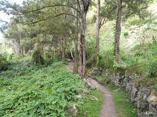 Les premiers filaos entourés de chouchous