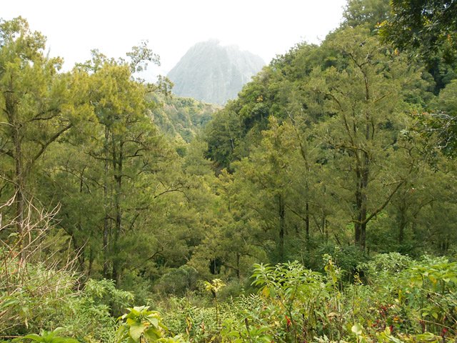 Vue sur la Piton d'Anchain et un bois de filaos
