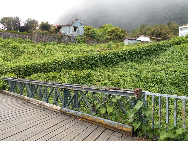 Grande étendue de chouchous en franchissant le petit pont de bois près de la gendarmerie