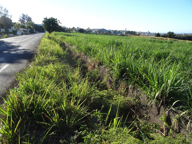 Transfert : La route ZI2 longe le canal envahi de galaberts et autres plantes