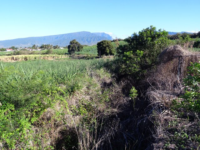 Transfert : le canal sur le Chemin de Mon Repos, inextricable et impossible à suivre