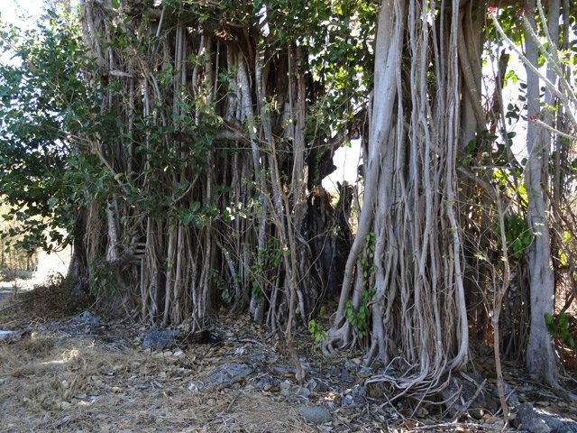 Boucle 2 : Un banian incendié mais qui continue à vivre tant bien que mal