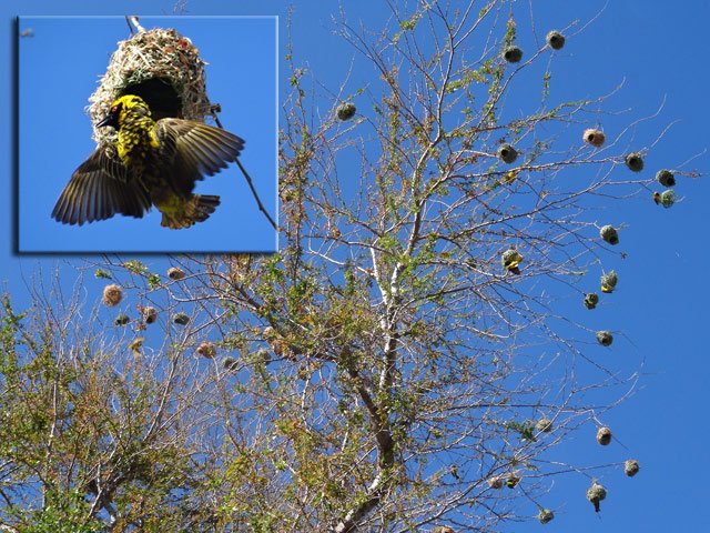 Boucle 2 : Plusieurs arbres sont colonisés par des tisserins (belliers)