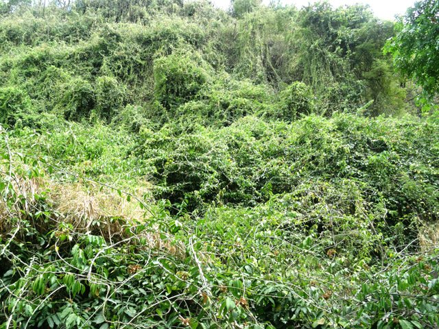 Les falaises sont recouvertes de liane papillon qui finira bientôt de coloniser le nord et l'ouest