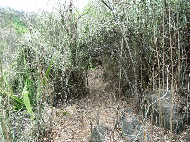 De grosses touffes de minuscules cactées recouvrent la végétation par endroits