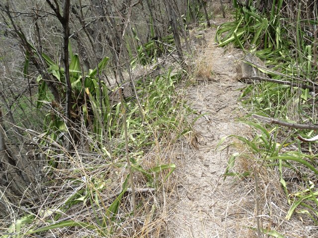 Le sol est tellement aride que même les chocas n'arrivent pas à pousser correctement
