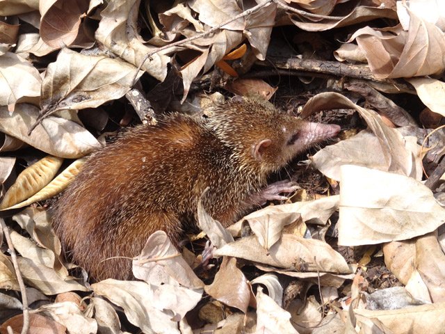 Heureusement qu'il y a de l'eau car les tangues auraient du mal à survivre