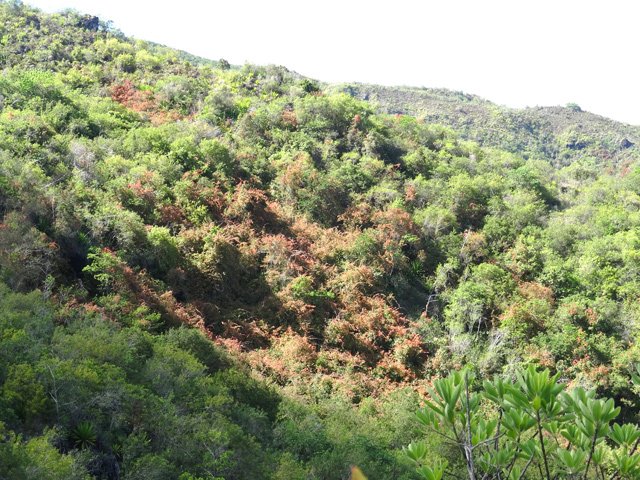 La liane papillon est même arrivée ici