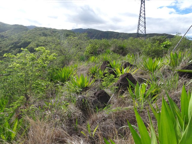 Etroit sentier vers le dernier pylône de la montée