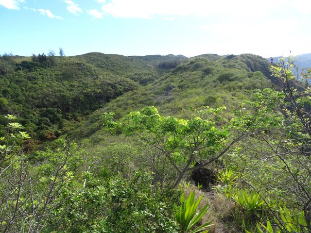 La montée se termine à la touffe de filaos à la fin de la Petite Ravine des Lataniers