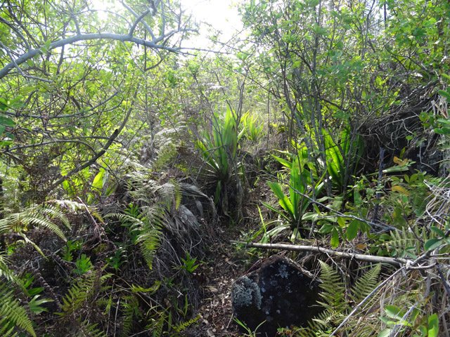 Une autre portion de l'étroit sentier