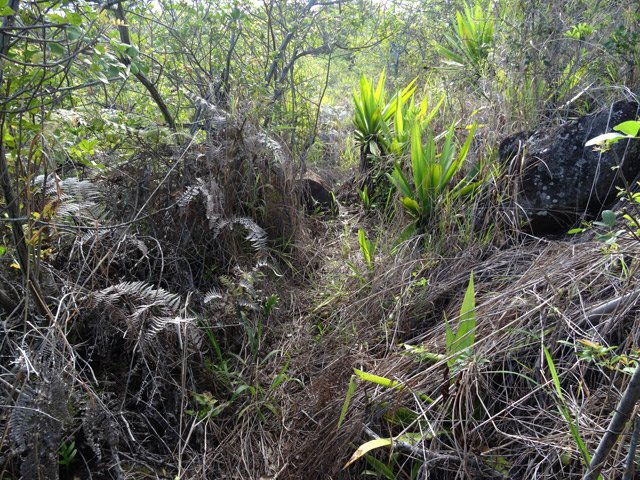 Les quelques passages rabattent les fougères ou hautes herbes