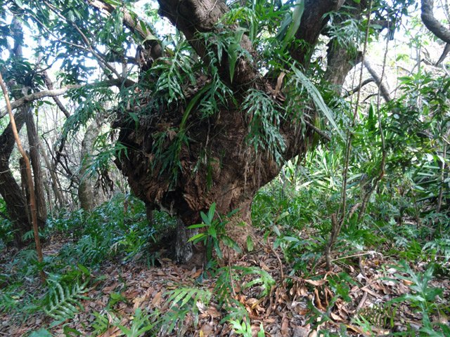 Ce gros manguier gangrené marque bientôt la fin de la montée. Partir vers la gauche