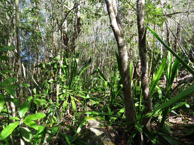 Seule portion vraiment stressante sur 100 mètres. Suivre les chocas coupés à la machette