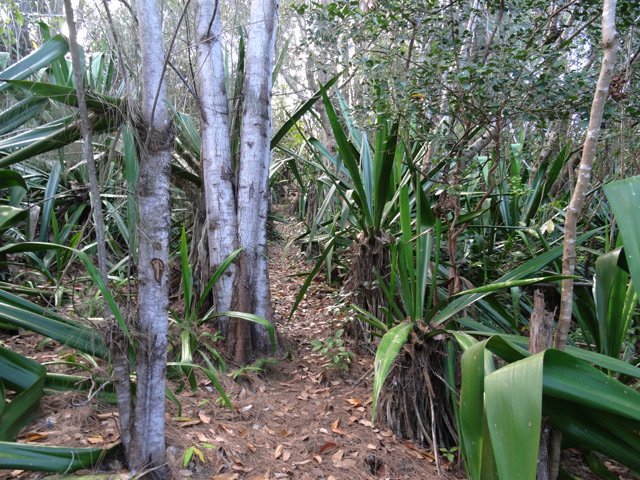 Le sentier de descente dans le petit bois de filaos