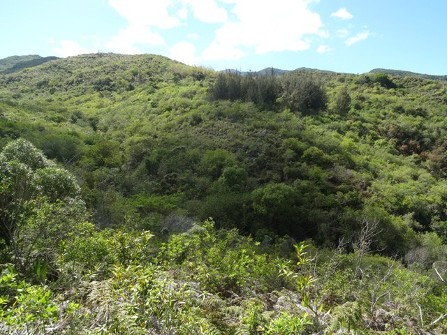 Le même bois de filaos vu depuis le début de la piste vers le vingt-huitième