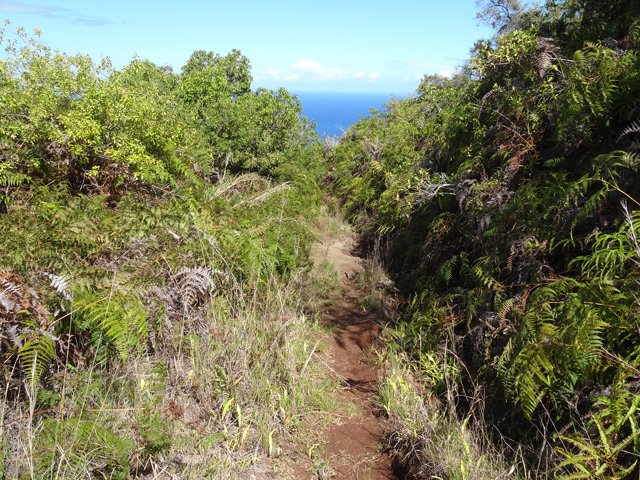 La piste est désormais devenue un sentier bordé de fougères et de poivriers