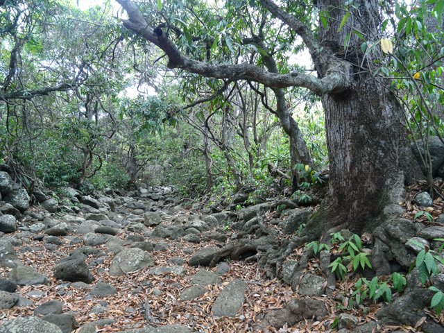 Traversée de la Petite Ravine des Lataniers vers le Verger Rosthon