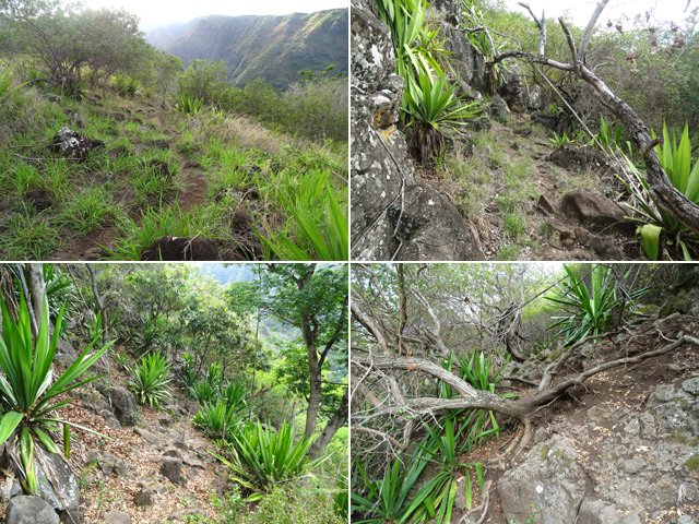Le sentier descendant vers les Lataniers, facultatif puisque bouché après la cabane
