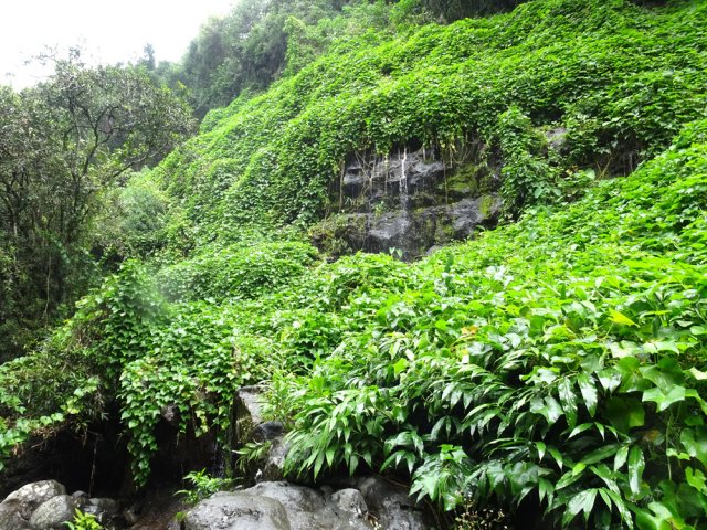 Très proche de la cascade, cette treille de chouchous est probablement à l'origine de son nom