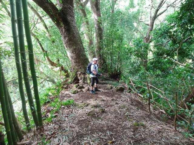 Ne pas manquer le camphrier dans la descente