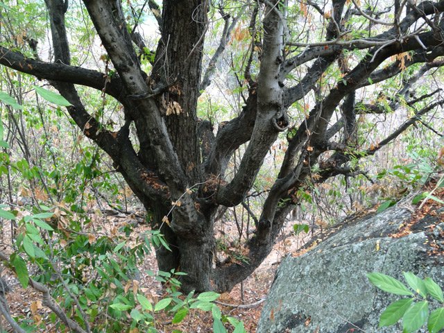 Énorme tamarin dans la descente en bordure de sentier