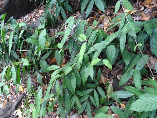 La liane papillon aura bientôt raison de ce lieu comme tant d'autres dans l'Ouest et le nord