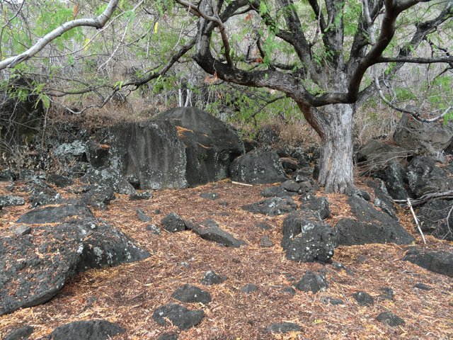 Aire plate et ombragée pour un petit repos