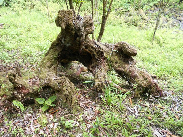 Une grosse racine avant d'arriver aux cacaoyers