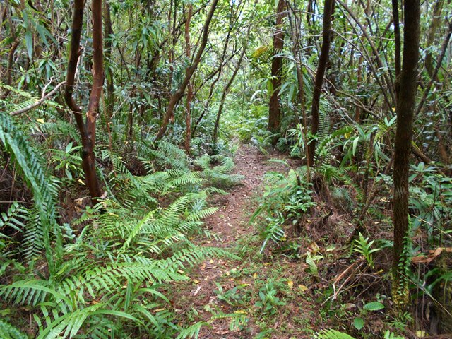 Le sentier reste très praticable malgré les fougères