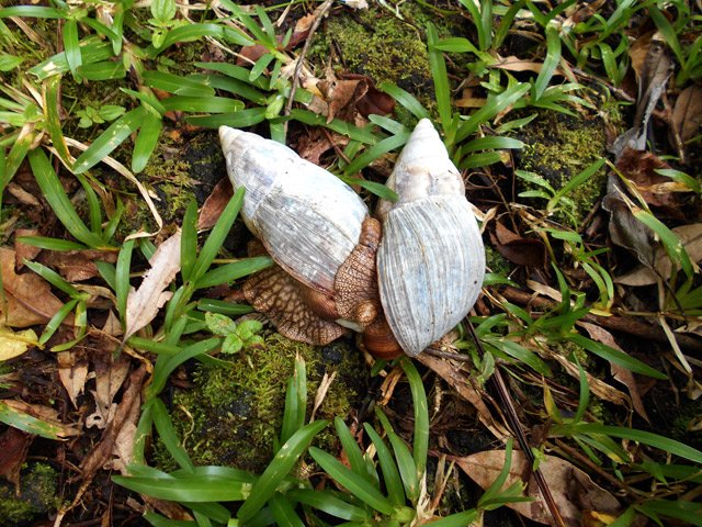 Les achatines en plein accouplement