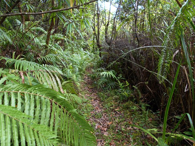 Ici, les fougères font près de deux mètres de longueur