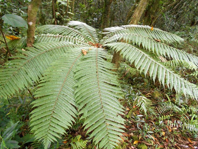 Un jeune fanjan en bordure de sentier